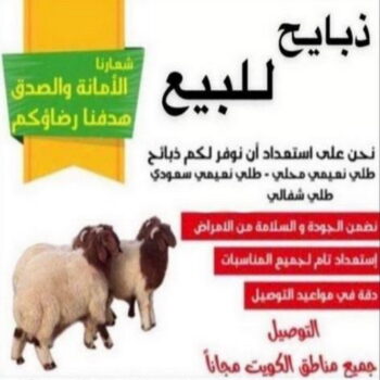 ذبايح - ذبايح للبيع - توصيل ذبايح - بالكويت 📞50064067 - ذبائح - غنم للبيع - اغنام للبيع - اغنام الكويت - غنم - خرفان للبيع - سوق الغنم - قصاب - ذبائح للبيع