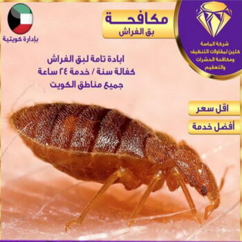 مكافحة قوارض - مكافحة حشرات وقوارض - الاتصال 50464050 - شركة حشرات - مكافحة حشرات - شركة مكافحة حشرات - مكافحة بق - مكافحة حشرات الجهراء - مكافحة حشرات الكويت